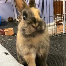 URGENT Netherland Dwarf Pair Looking for a Loving Home - Photo 2
