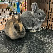 URGENT Netherland Dwarf Pair Looking for a Loving Home - Photo 3