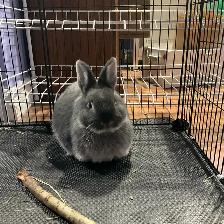 URGENT Netherland Dwarf Pair Looking for a Loving Home - Photo 4