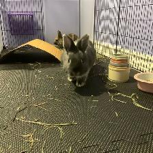 URGENT Netherland Dwarf Pair Looking for a Loving Home - Photo 5
