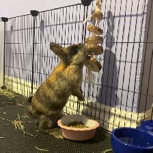 URGENT Netherland Dwarf Pair Looking for a Loving Home - Photo 6