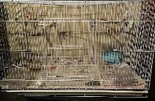 Bird Cage For Sale $35 FIRM