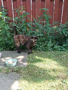 Cat Found