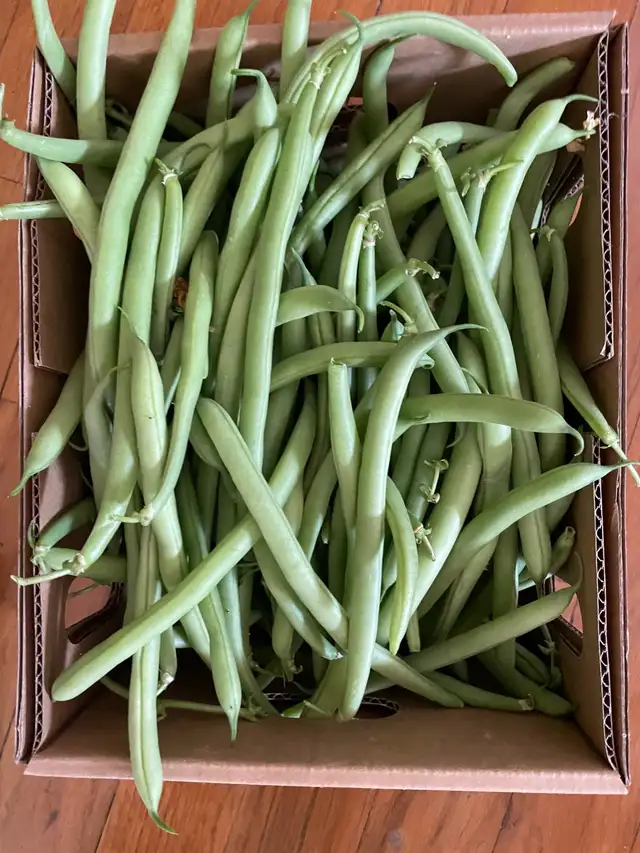 Green Bush Beans $1.50 per lb