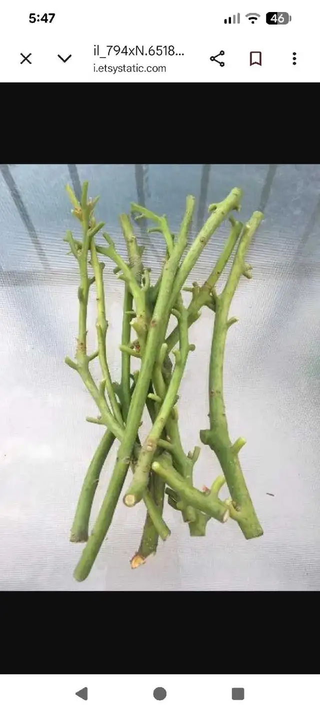 avocado scion
