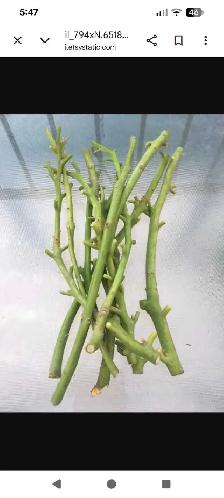 avocado scion