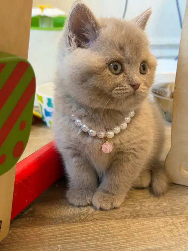Purebreed British shorthair kittens for sale