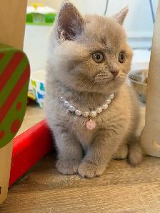 Purebreed British shorthair kittens for sale