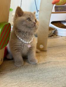 Purebreed British shorthair kittens for sale - Photo 3