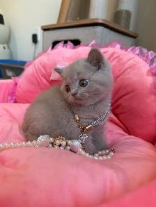 Purebreed British shorthair kittens for sale - Photo 4