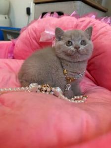 Purebreed British shorthair kittens for sale - Photo 5