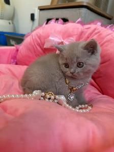 Purebreed British shorthair kittens for sale - Photo 6