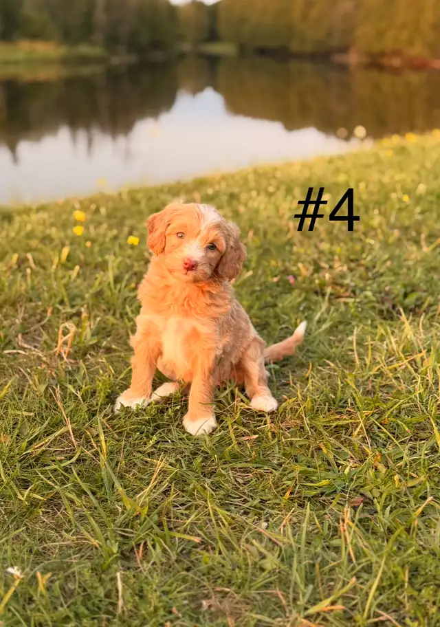 Mini Aussiedoodle puppies