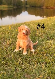 Mini Aussiedoodle puppies