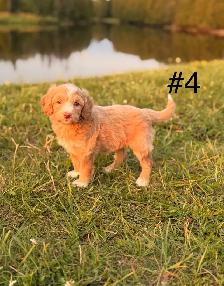 Mini Aussiedoodle puppies - Photo 2