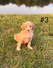 Mini Aussiedoodle puppies - Photo 3