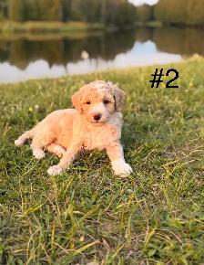 Mini Aussiedoodle puppies - Photo 4