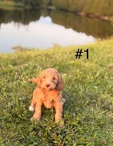 Mini Aussiedoodle puppies - Photo 5