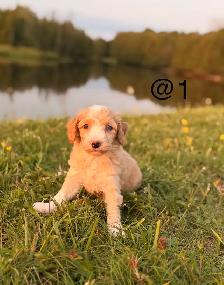 Mini Aussiedoodle puppies - Photo 6