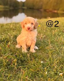 Mini Aussiedoodle puppies - Photo 7