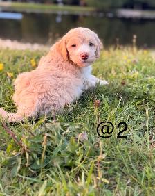 Mini Aussiedoodle puppies - Photo 8
