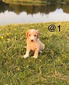 Mini Aussiedoodle puppies - Photo 9