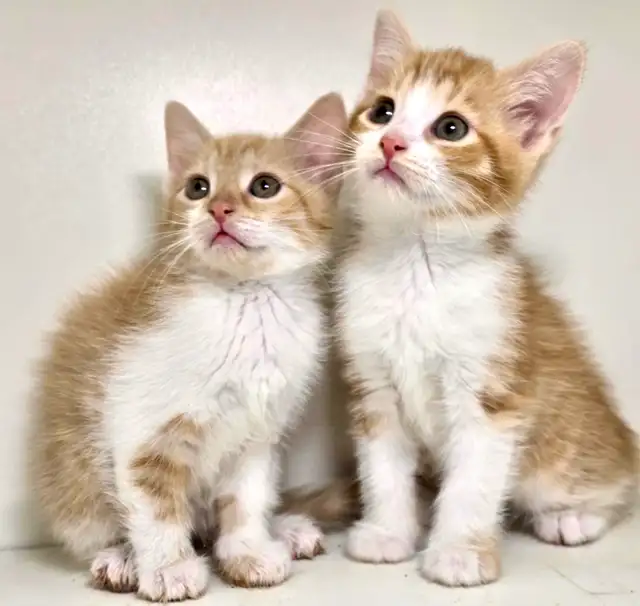 Tabby Kittens