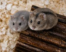 Dwarf Hamster Babies (very friendly & social)