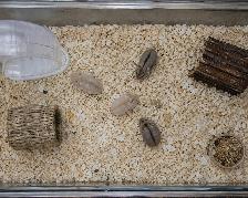 Dwarf Hamster Babies (very friendly & social) - Photo 2