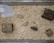 Dwarf Hamster Babies (very friendly & social) - Photo 3