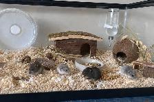 Dwarf Hamster Babies (very friendly & social) - Photo 4