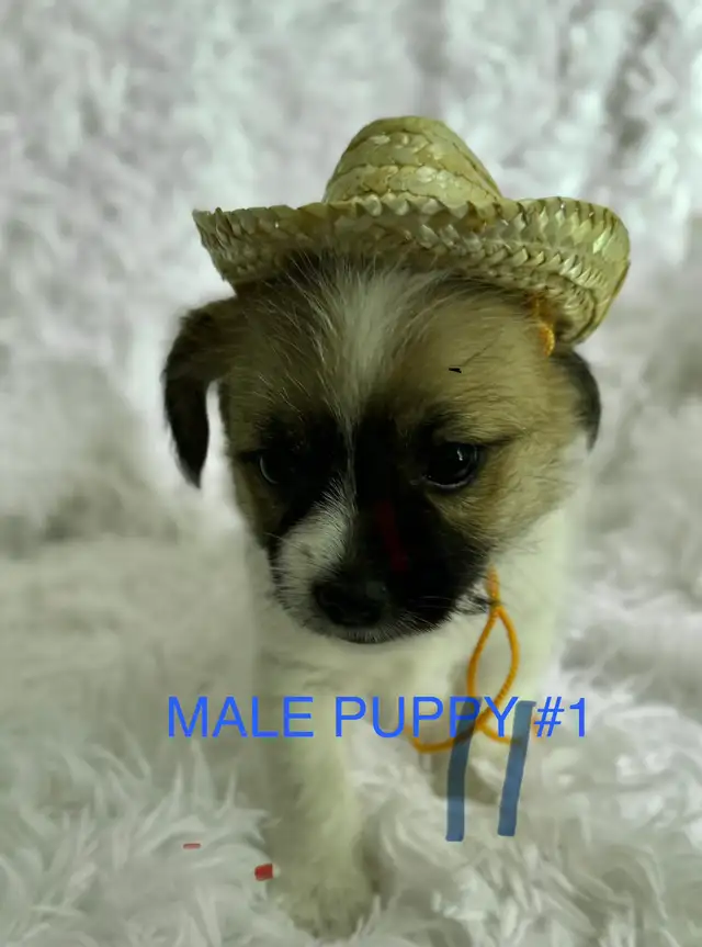 Shihpoo Puppies Ready to Go!