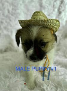 Shihpoo Puppies Ready to Go!