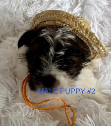 Shihpoo Puppies Ready to Go! - Photo 2