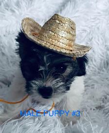 Shihpoo Puppies Ready to Go! - Photo 3