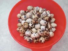 Quail eggs for hatching