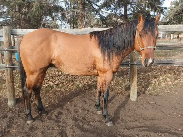 Super kind AQHA stallion. THIEVES AMONG US