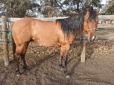 Super kind AQHA stallion. THIEVES AMONG US