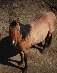 Super kind AQHA stallion. THIEVES AMONG US - Photo 2