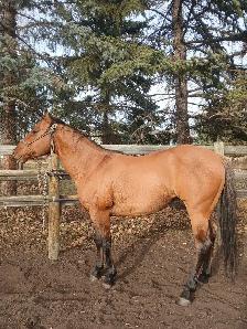 Super kind AQHA stallion. THIEVES AMONG US - Photo 3