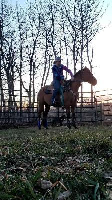 Super kind AQHA stallion. THIEVES AMONG US - Photo 4