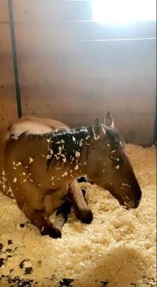 Super kind AQHA stallion. THIEVES AMONG US - Photo 5