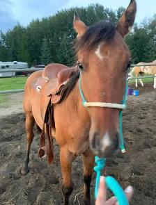 Super kind AQHA stallion. THIEVES AMONG US - Photo 6