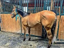 Super kind AQHA stallion. THIEVES AMONG US - Photo 8