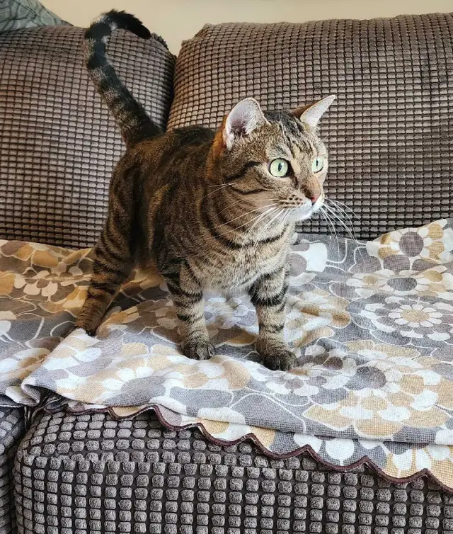 Female cat looking for a loving new home!