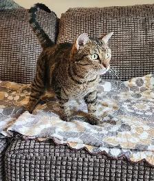 Female cat looking for a loving new home!