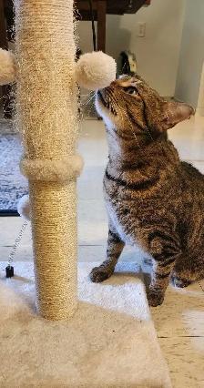 Female cat looking for a loving new home! - Photo 2