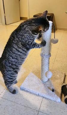 Female cat looking for a loving new home! - Photo 3
