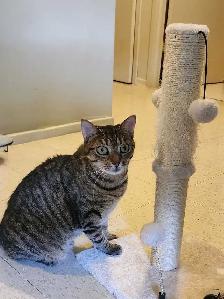 Female cat looking for a loving new home! - Photo 4