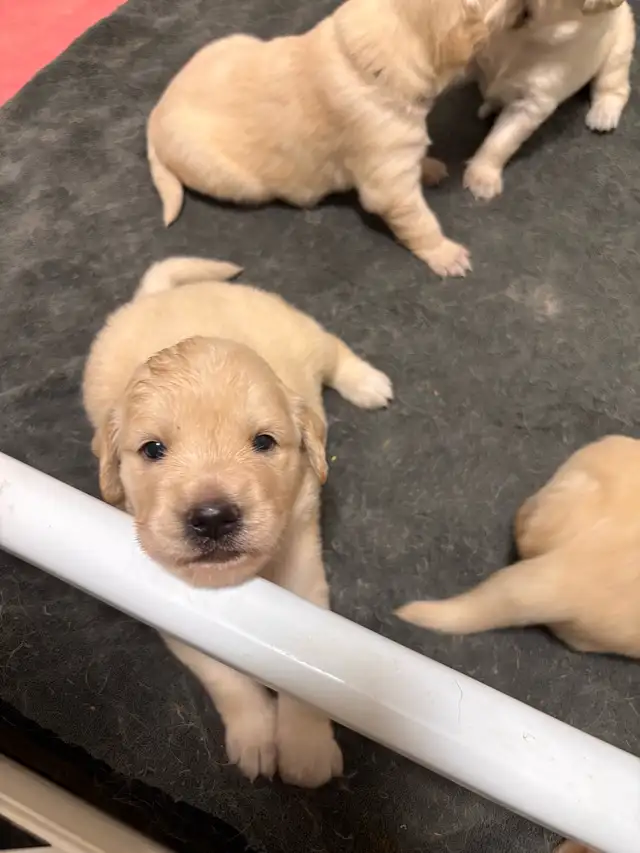 OFA & Genetic certified Golden Retriever Puppies